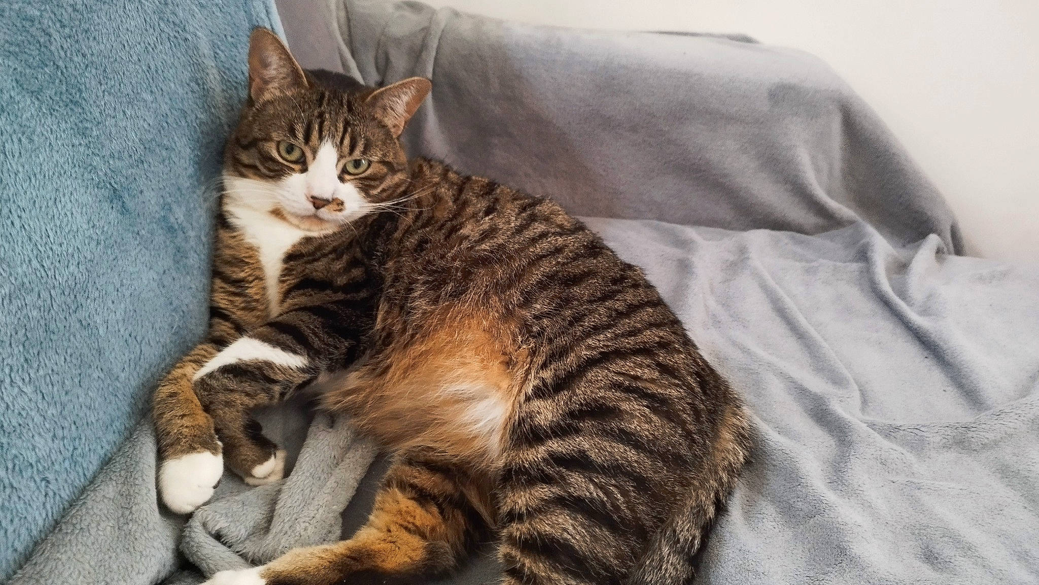 Bandit participe au concours pour gagner de l'argent avec cette photo : carnivore, cat, claw, comfort, domestic_short_haired_cat, felidae, fur, linens, paw, sitting, small_to_medium_sized_cats, tail, terrestrial_animal, whiskers