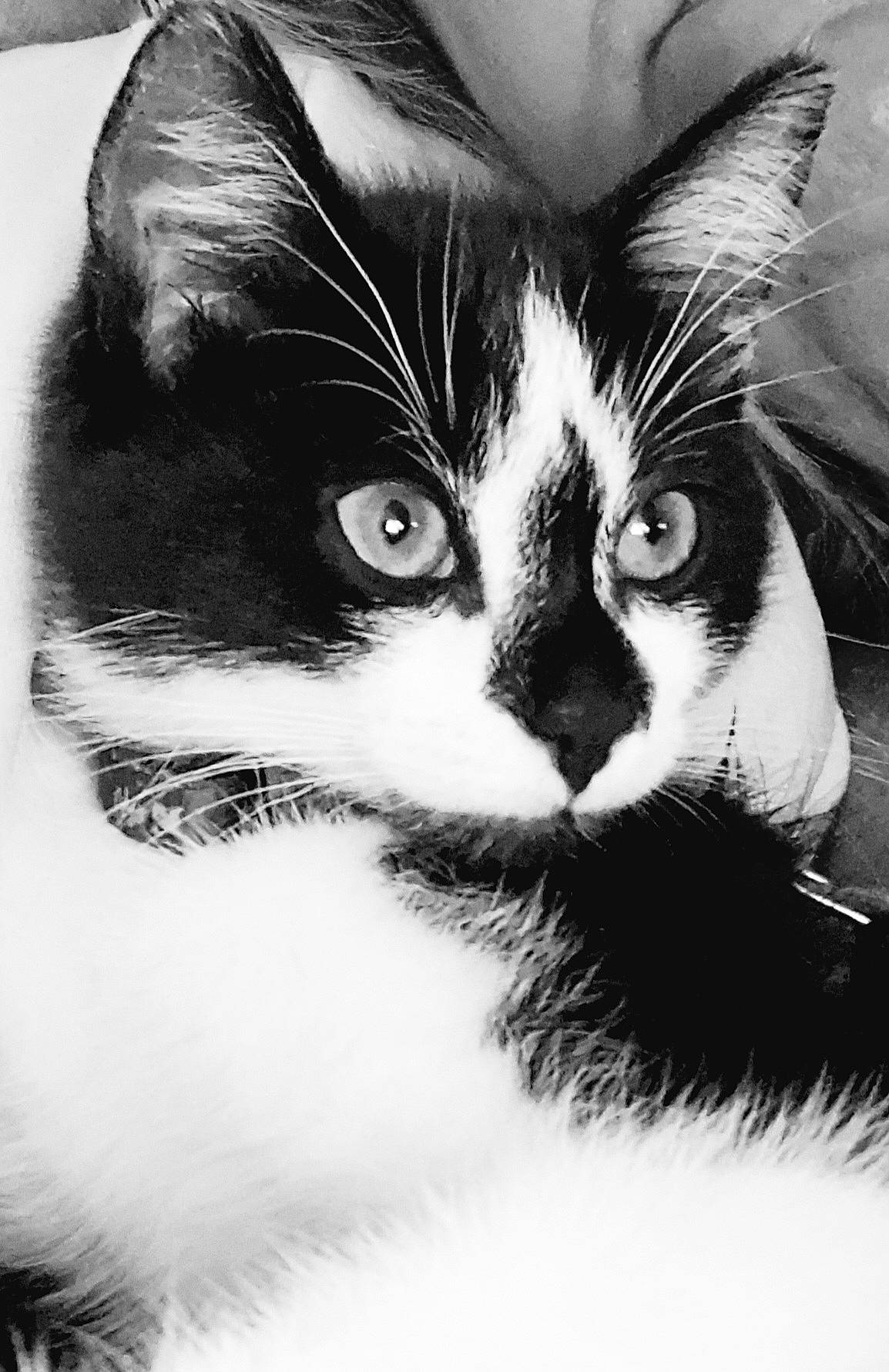 Hadès a rejoint le concours — aidez-le/la à gagner de superbes lots ! black_and_white, carnivore, cat, close_up, domestic_short_haired_cat, eye, felidae, fur, hair, head, human_body, iris, monochrome, monochrome_photography, nose, paw, small_to_medium_sized_cats, snout, style, whiskers