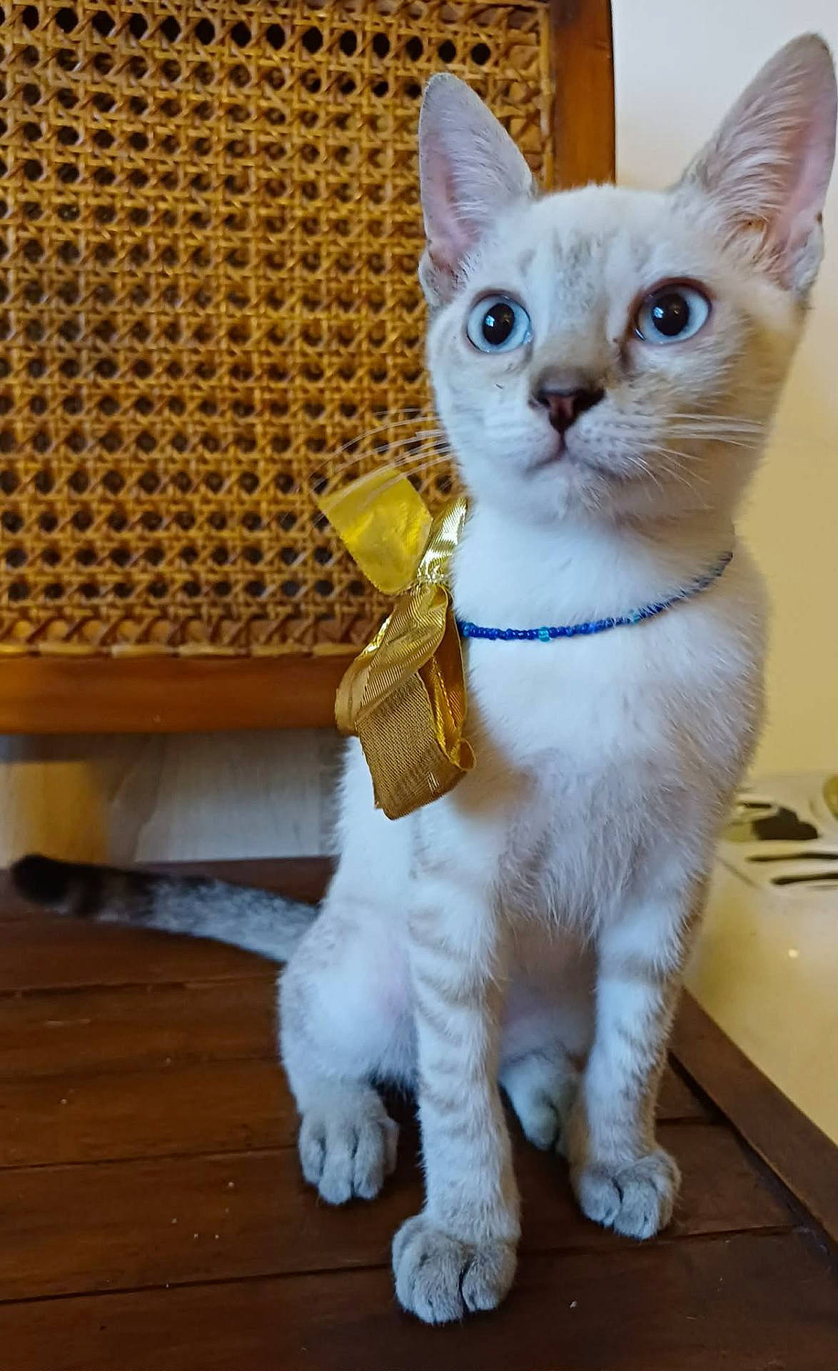 Bao participe au concours pour gagner de l'argent avec cette photo : animal, blue_eyes, bow, cat, collar, curious, cute, decor, domestic, feline, furniture, indoor, kitten, pet, portrait, sitting, small, white_fur, wooden_floor, young
