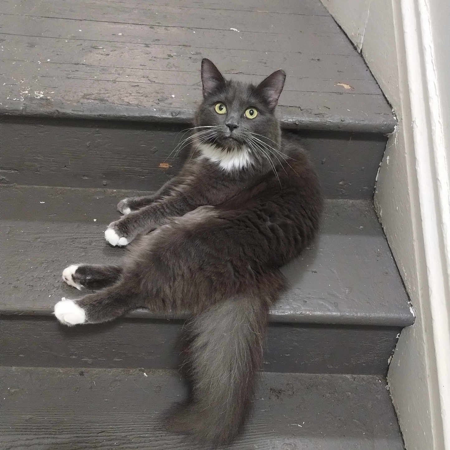 Blu is registered to the contest to win money with this photo: animal, cat, cute, domestic_cat, feline, fluffy, gray_cat, indoor, long_tail, looking_up, mammal, paws, pet, relaxed, resting, stairs, whiskers, white_paws, wooden_stairs, yellow_eyes