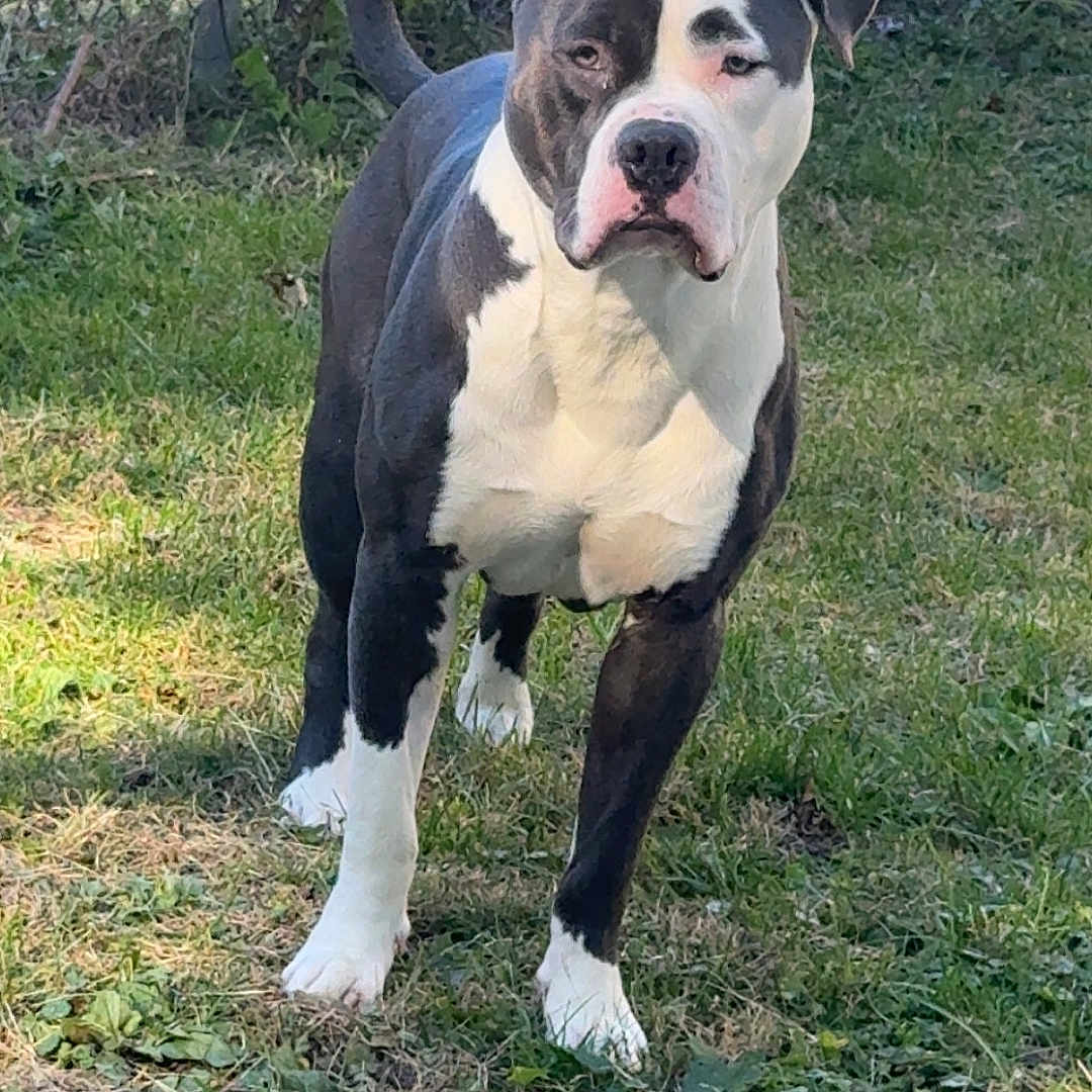 Hector