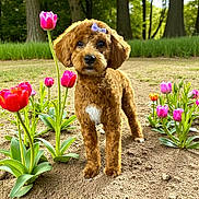 Ginger is registered to the contest to win money with this photo: dog, flower, tulip, garden, outdoor, brown_dog, pet, plant, nature, grass, cute, bow, fur, animal, spring, greenery, small_dog, portrait, standing, sunlight