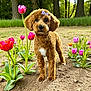dog, flower, tulip, garden, outdoor, brown_dog, pet, plant, nature, grass, cute, bow, fur, animal, spring, greenery, small_dog, portrait, standing, sunlight