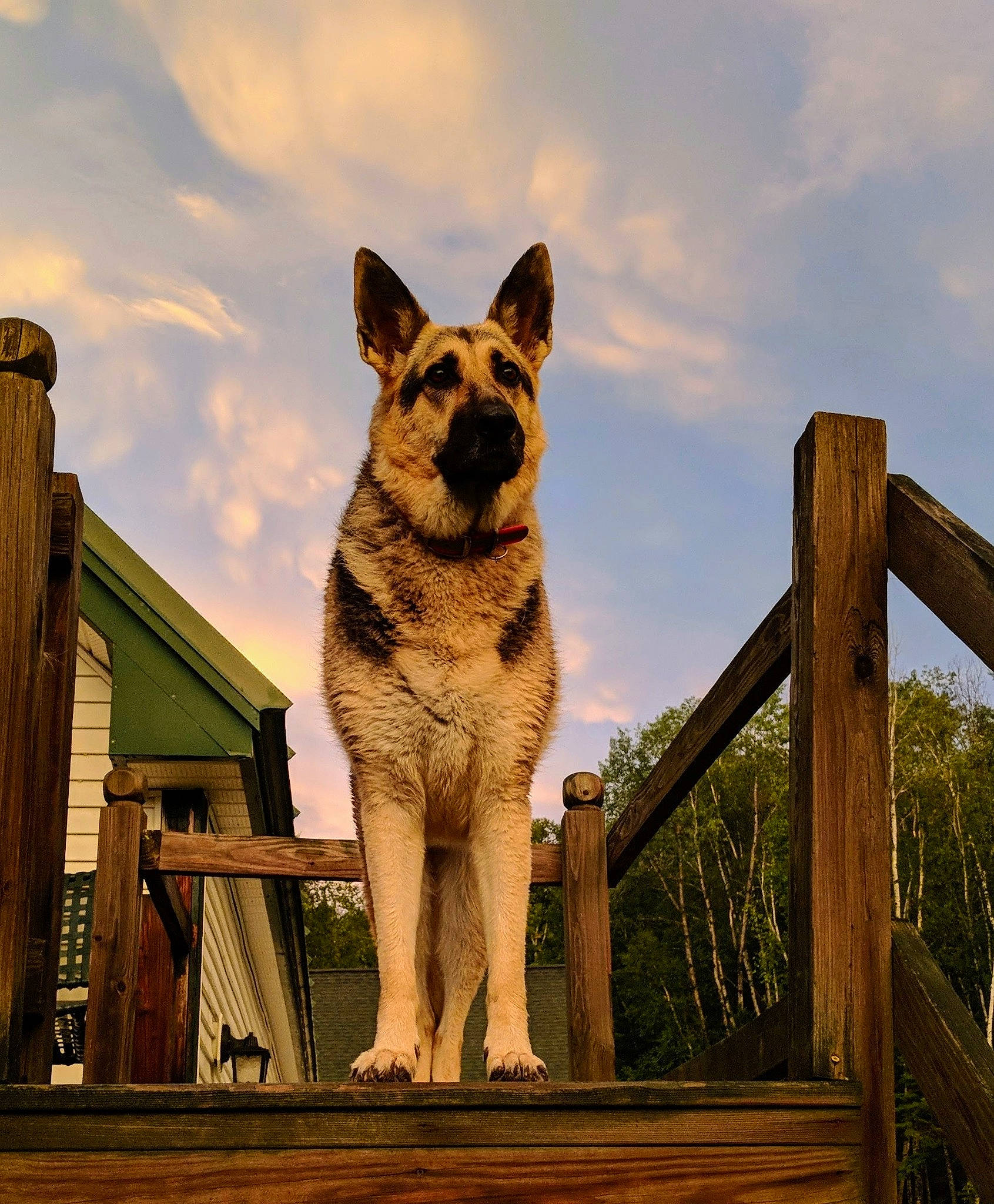 Sweetie joined the competition — help win amazing prizes! art, canis, carnivore, cloud, companion_dog, dog, dog_breed, fawn, felidae, german_shepherd_dog, grass, herding_dog, plant, sky, snout, tail, tree, whiskers, wood, working_animal