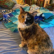 Miss Kitty joined the competition — help win amazing prizes! cat, calico_cat, pet, animal, feline, portrait, sitting, bed, bedroom, quilt, blanket, colorful, green_eyes, fur, whiskers, pointed_ears, indoor, home, plants, cozy
