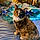 Miss Kitty