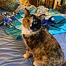 cat, calico_cat, pet, animal, feline, portrait, sitting, bed, bedroom, quilt, blanket, colorful, green_eyes, fur, whiskers, pointed_ears, indoor, home, plants, cozy