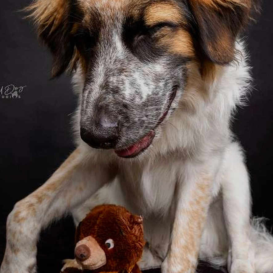 Koda joined the competition — help win amazing prizes! advertisement, animal, ball, beagle, bear, canine, cockerspaniel, collie, dog, goldenretriever, hound, husky, newfoundland, pet, plush, puppy, saintbernard, snout, sport, toy