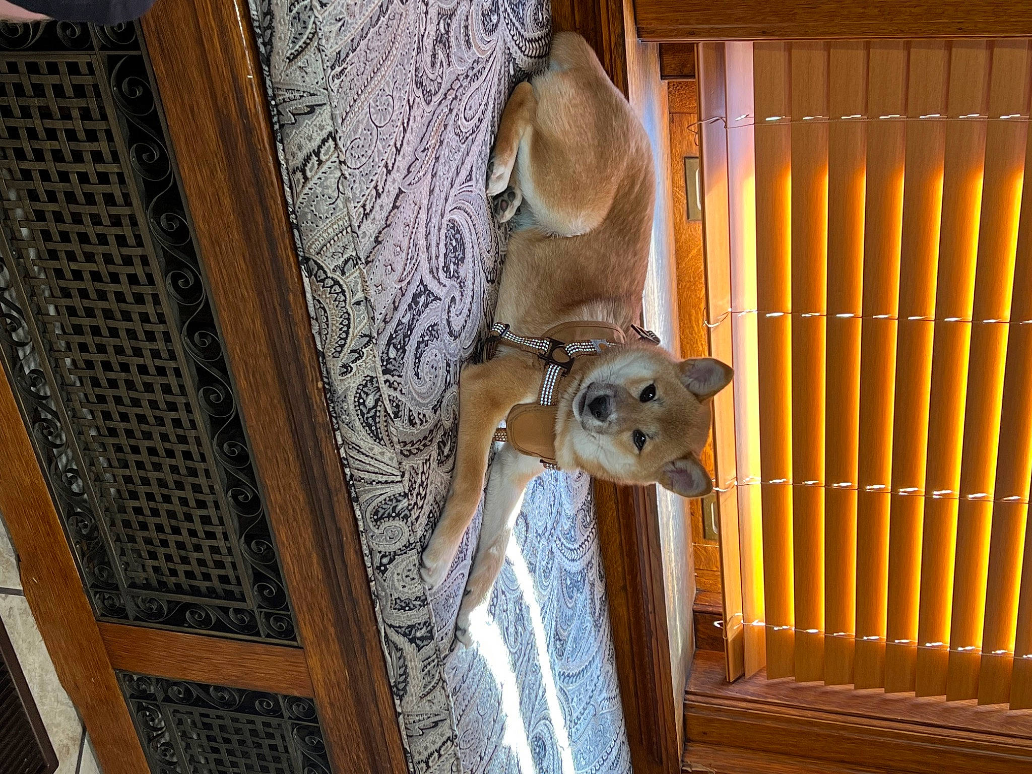 Kiwi is registered to the contest to win money with this photo: animal_shelter, cage, canidae, carnivore, dog_breed, door, door_handle, fawn, felidae, fur, hardwood, home_door, metal, pet_supply, snout, sporting_group, tail, whiskers, window, wood