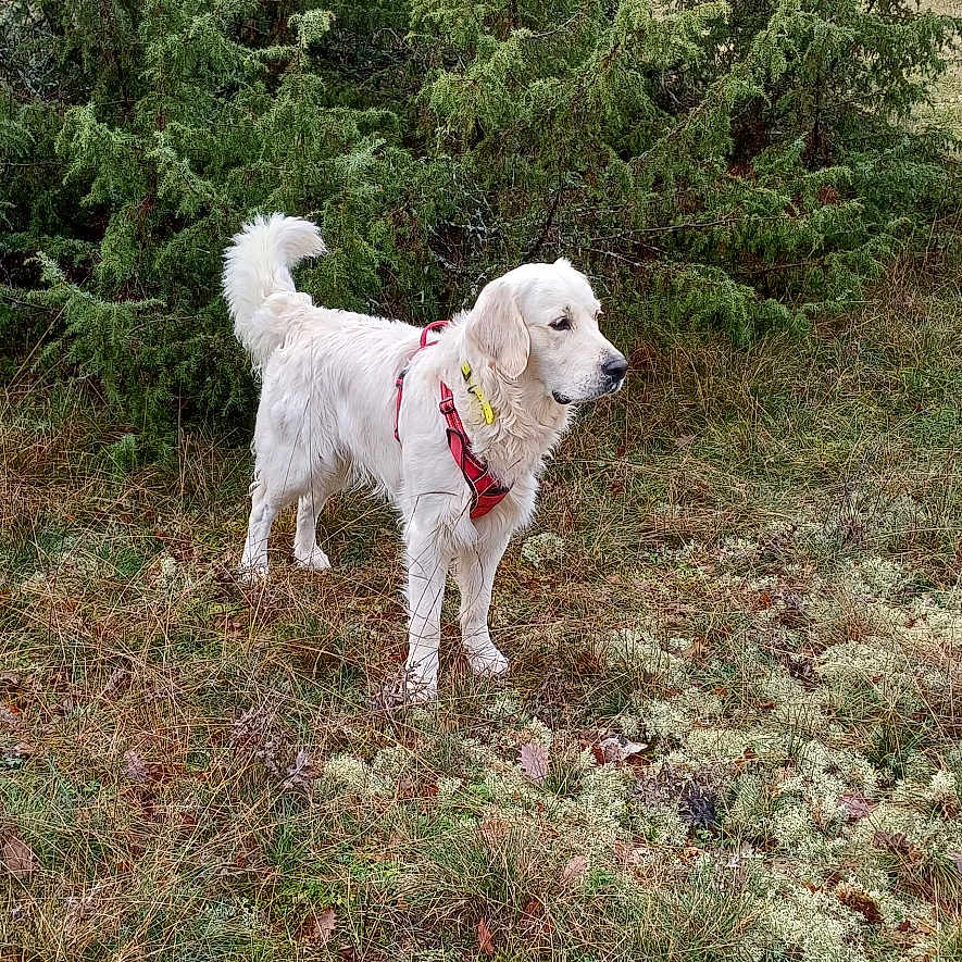 Vayan a rejoint le concours — aidez-le/la à gagner de superbes lots ! alert, animal, bushes, canine, daylight, dog, field, forest, fur, grass, harness, leaves, moss, nature, outdoor, pet, side_view, standing, white_dog, wildlife