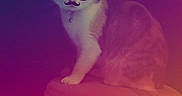 Abigale is registered to the contest to win money with this photo: cat, indoor, stool, furniture, pet, animal, filter, glasses, hat, mustache, digital_overlay, playful, funny, orange, white, sitting, cute, domestic_cat, portrait, colorful