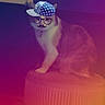 cat, indoor, stool, furniture, pet, animal, filter, glasses, hat, mustache, digital_overlay, playful, funny, orange, white, sitting, cute, domestic_cat, portrait, colorful