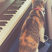 Abigale is registered to the contest to win money with this photo: cat, calico, piano, keyboard, bench, indoor, pet, animal, feline, collar, curious, cable, music, instrument, fur, back, seat, household, domestic, tabby