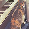cat, calico, piano, keyboard, bench, indoor, pet, animal, feline, collar, curious, cable, music, instrument, fur, back, seat, household, domestic, tabby