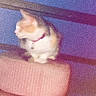 cat, furniture, stool, indoor, pet, animal, collar, purple_wall, blurred, grainy, side_view, domestic_cat, sitting, looking_away, soft_texture, low_light, home_interior, cozy, pink_cushion, quiet_moment