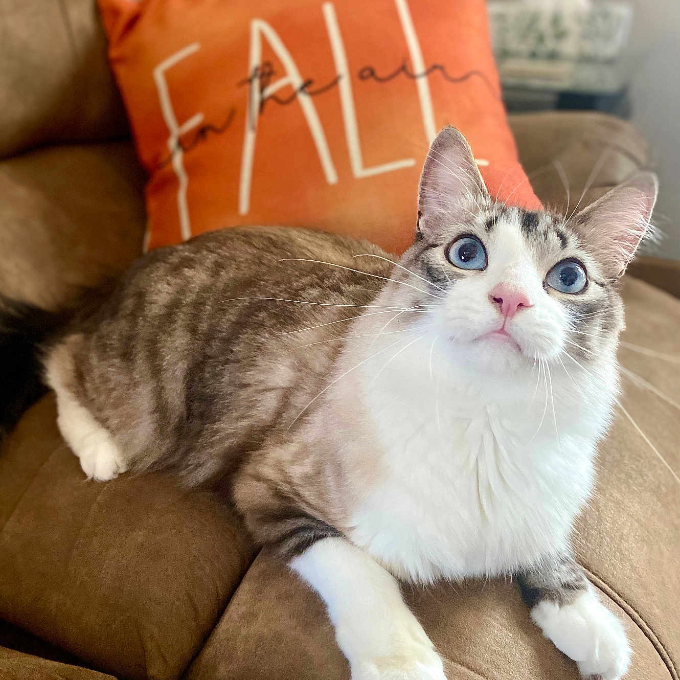 Mylo is registered to the contest to win money with this photo: abyssinian, angora, animal, architecture, building, cat, chair, couch, cushion, furniture, homedecor, indoors, kitten, linen, livingroom, manx, pet, pillow, room, siamese