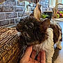 brick_wall, brown_fur, close_up, countertop, curious, cutting_boards, decor, dog, domestic, fruit, hand, indoor, kitchen, natural_light, pet, plant, puppy, white_fur, wicker_basket, window