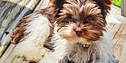 Ollie is registered to the contest to win money with this photo: adorable, animal, brown, closeup, cute, daylight, dog, fluffy, fur, nature, outdoor, pet, puppy, relaxing, resting, summer, sunlight, white, wooden_deck, young