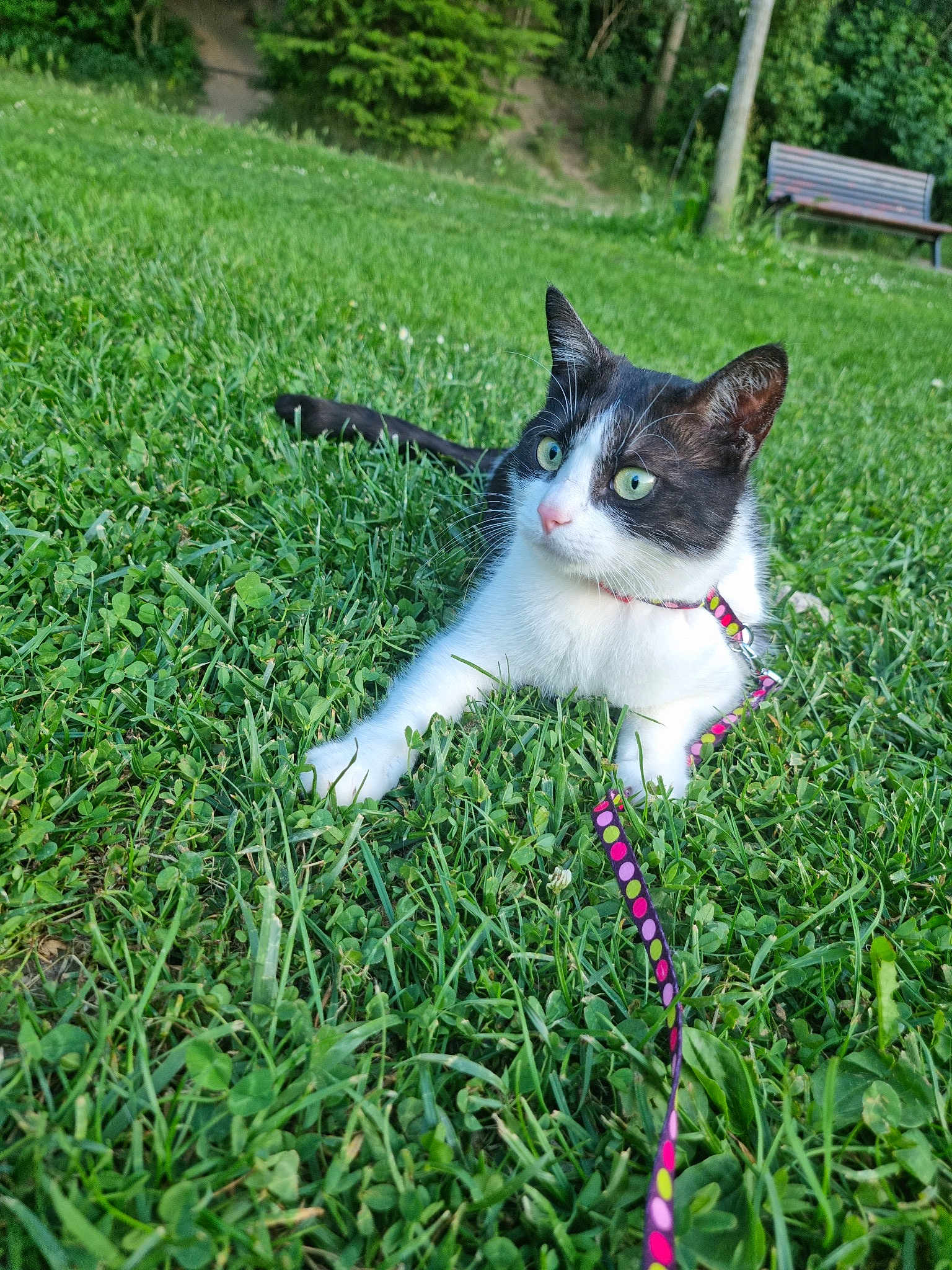 Amy