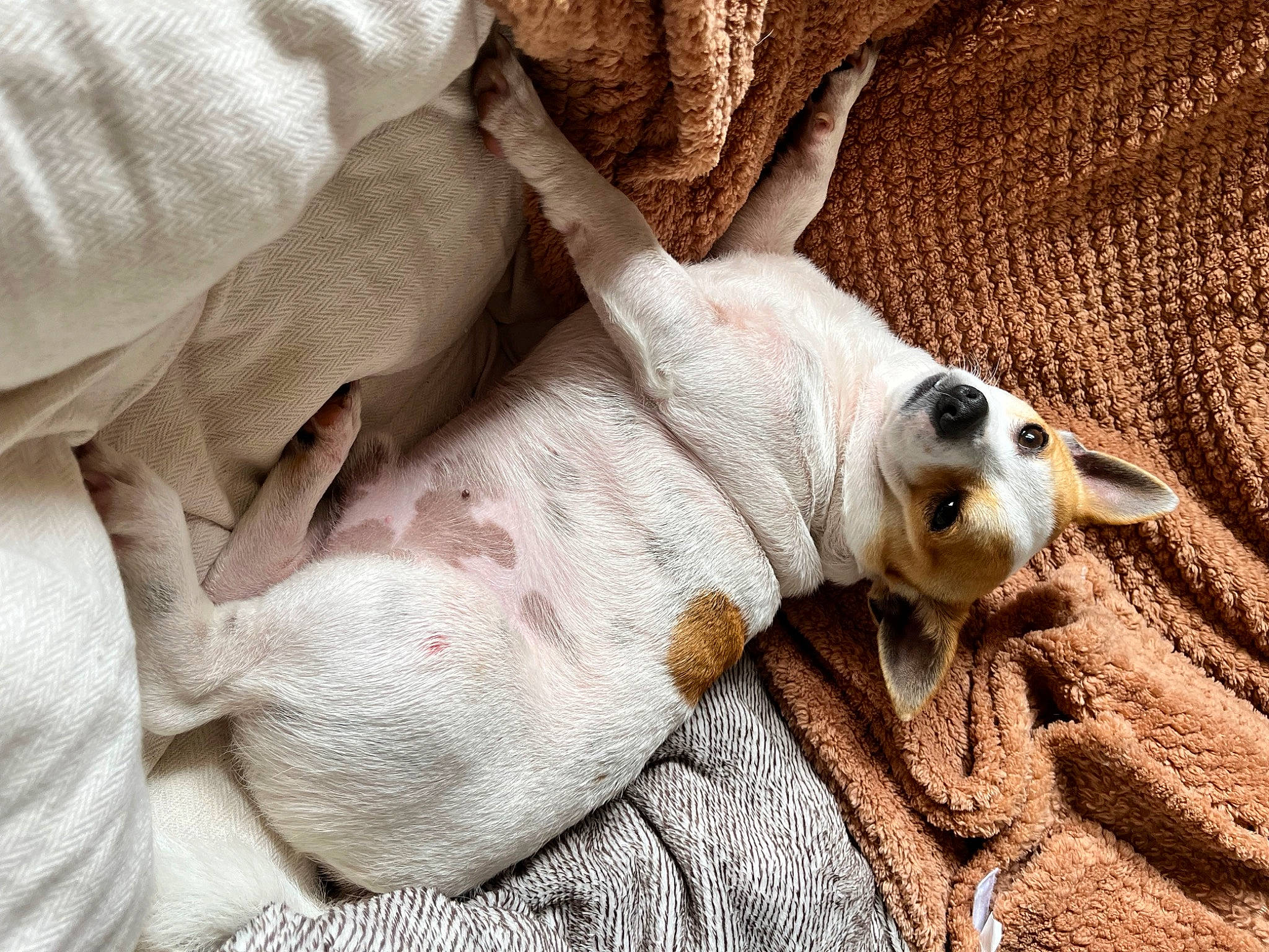 Cookie a rejoint le concours — aidez-le/la à gagner de superbes lots ! beige, canidae, carnivore, comfort, companion_dog, dog, dog_breed, fawn, fur, grey, linens, nap, paw, puppy, sporting_group, terrestrial_animal, whiskers, wood, working_animal, wrinkle