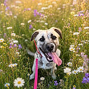 Akyra a rejoint le concours — aidez-le/la à gagner de superbes lots ! dog, leash, flower_field, wildflowers, daisies, sunlight, happy, tongue_out, outdoor, nature, greenery, pet, animal, summer, grass, cute, canine, playful, sunny, portrait