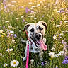 dog, leash, flower_field, wildflowers, daisies, sunlight, happy, tongue_out, outdoor, nature, greenery, pet, animal, summer, grass, cute, canine, playful, sunny, portrait