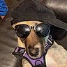 Akyra participe au concours pour gagner de l'argent avec cette photo : dog, sunglasses, cap, purple_harness, leather_couch, indoor, pet, animal, child_hand, playful, casual, relaxed, accessory, portrait, brown_fur, black_cap, funny, cute, domestic, companionship