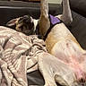 dog, canine, pet, lying_down, couch, blanket, indoor, fur, paws, relaxed, purple_harness, wooden_cabinet, living_room, domestic_animal, sleepy, comfortable, animal, mammal, whiskers, tail
