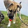 Akyra participe au concours pour gagner de l'argent avec cette photo : dog, flower, grass, outdoor, nature, leash, brown_dog, close_up, canine, curious, sniffing, pet, animal, young_dog, ears, paws, sidewalk, greenery, bright_color, daylight