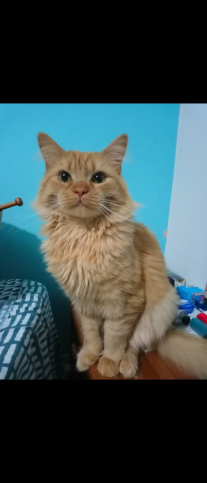 Roly is registered to the contest to win money with this photo: carnivore, cat, domestic_short_haired_cat, fawn, felidae, fur, small_to_medium_sized_cats, snout, terrestrial_animal, whiskers, window