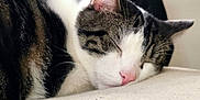Boi is registered to the contest to win money with this photo: animal, black, cat, close_up, cozy, cute, domestic_cat, face, fur, indoor, mammal, peaceful, pet, pink_nose, relaxed, resting, sleeping, tabby, whiskers, white