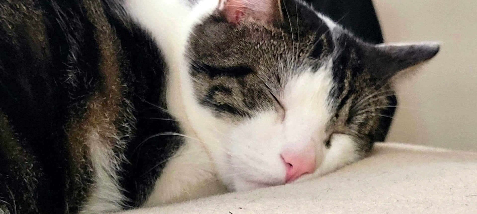 Boi is registered to the contest to win money with this photo: animal, black, cat, close_up, cozy, cute, domestic_cat, face, fur, indoor, mammal, peaceful, pet, pink_nose, relaxed, resting, sleeping, tabby, whiskers, white
