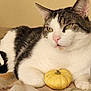 Boi is registered to the contest to win money with this photo: animal, blanket, cat, close_up, cute, domestic_cat, ear, fall, feline, indoor, laying_down, nose, pet, pumpkin, relaxed, resting, soft_texture, tabby, whiskers, white_fur