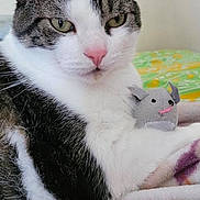 Boi joined the competition — help win amazing prizes! cat, tabby_cat, white_fur, stuffed_toy, mouse_toy, pink_nose, green_eyes, blanket, indoor, pet, animal, cute, fur, close_up, resting, cozy, soft_texture, toy, domestic_cat, portrait