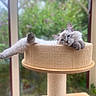 animal, blue_eyes, cat, cat_tree, cozy, cute, feline, fluffy, greenery, indoors, long_hair, lounging, pet, portrait, relaxed, scratching_post, sleepy, soft_focus, window, woven_texture