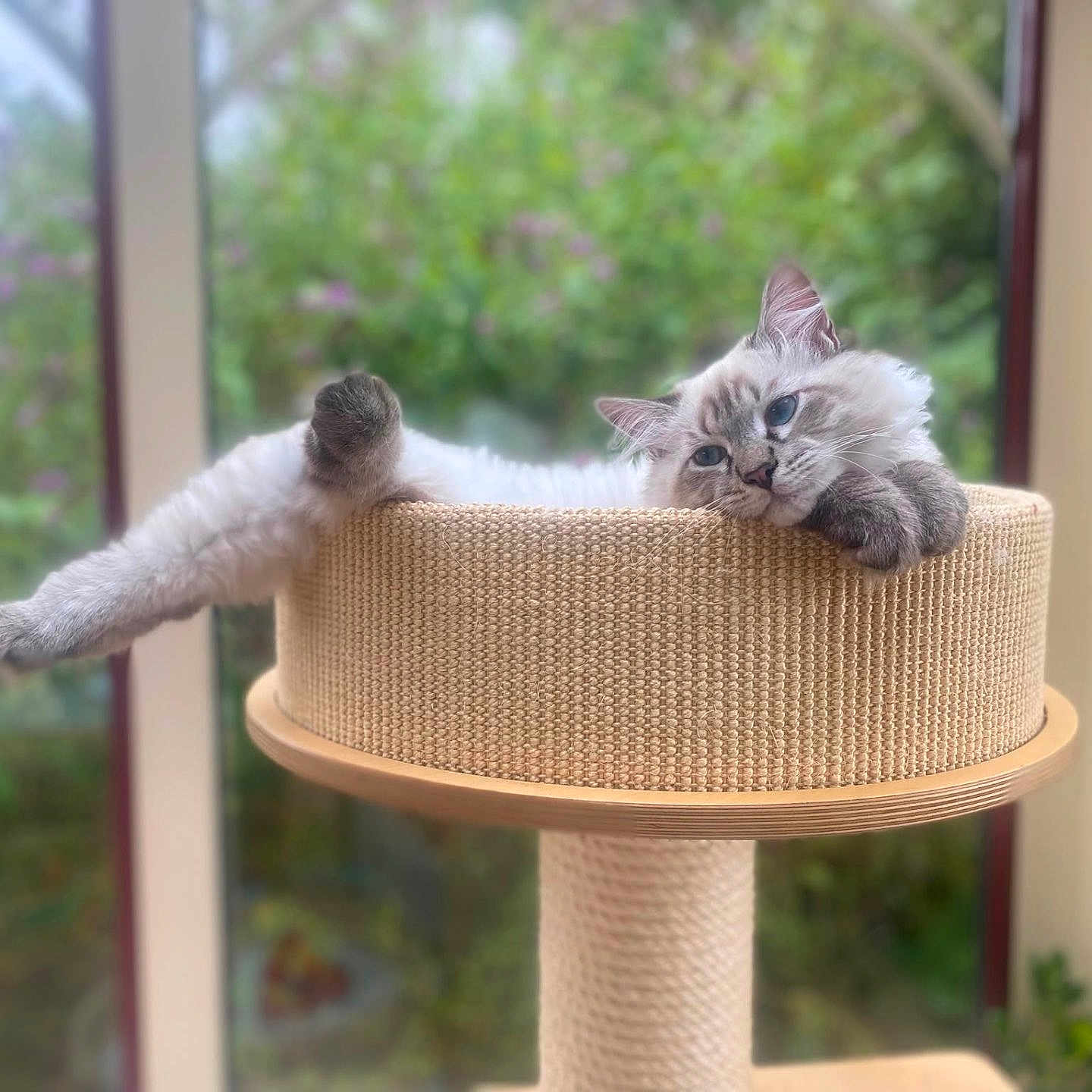 Bowie