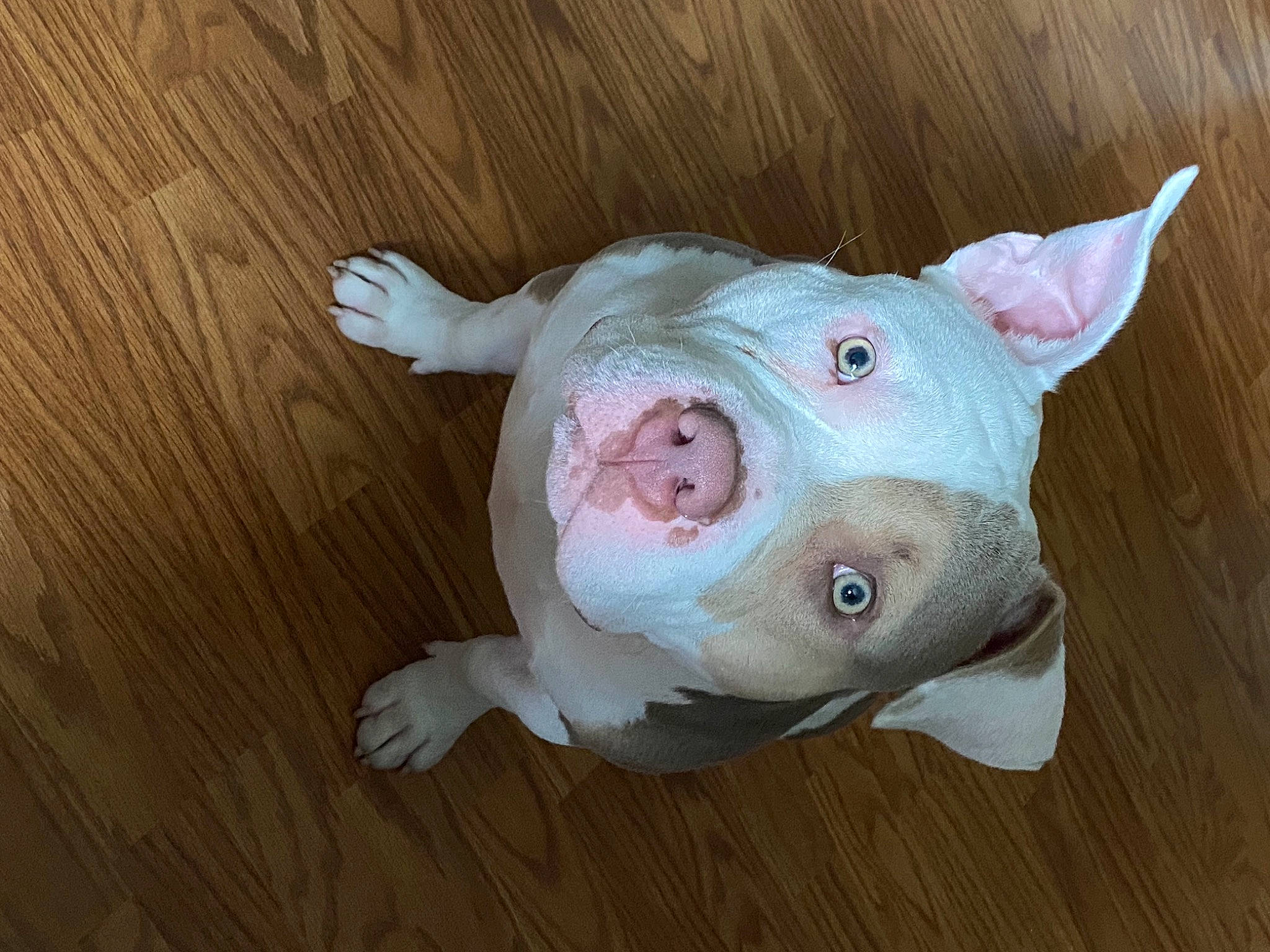 Cyrus is registered to the contest to win money with this photo: dog_breed, domestic_pig, ear, eye, fawn, flesh, fur, hardwood, head, livestock, natural_material, non_sporting_group, snout, suidae, terrestrial_animal, toy, varnish, whiskers, wood, wood_stain