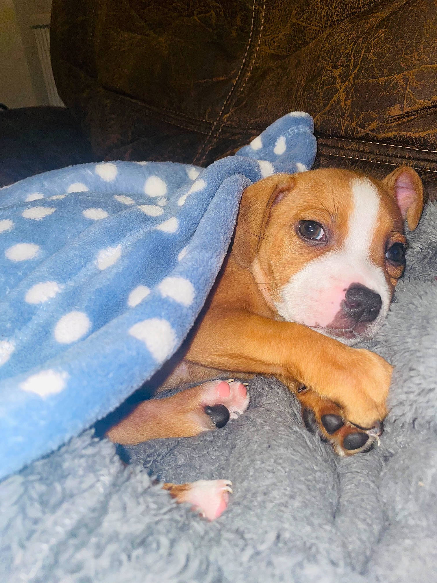 Floki joined the competition — help win amazing prizes! canidae, carnivore, comfort, companion_dog, dog, dog_breed, dog_supply, fawn, fur, snout, sporting_group, whiskers, working_animal