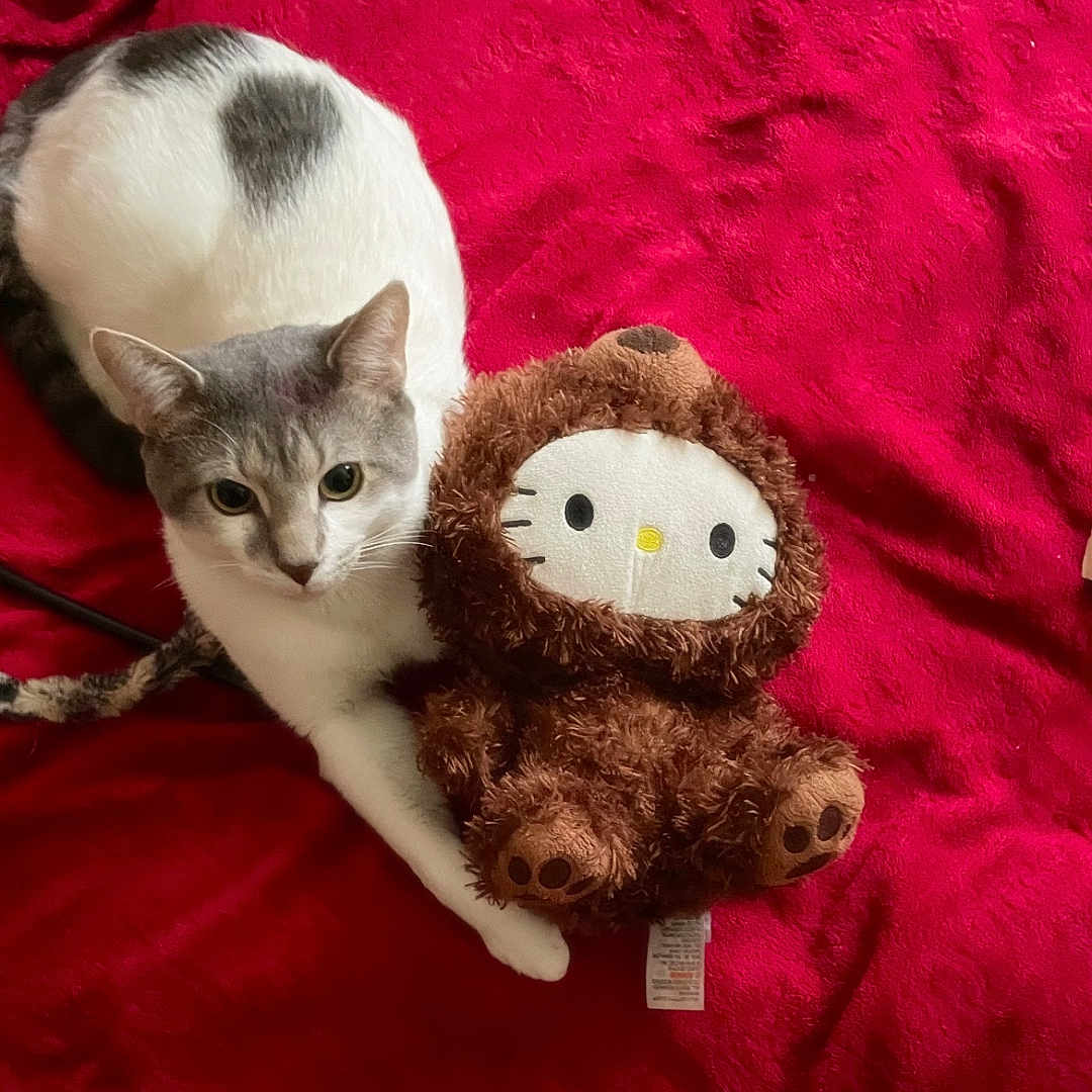 Smokey joined the competition — help win amazing prizes! animal, bed, blanket, cat, cozy, cute, domestic_cat, fur, gray_cat, indoor, laying, paws, pet, plush, red_blanket, relaxing, stuffed_toy, toy, whiskers, white_cat