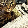 animal, bed, bedding, blanket, cat, close_up, cozy, ears, feline, green_eyes, home, indoor, patterned_fabric, pet, photography, portrait, remote_control, striped_fur, tabby_cat, whiskers