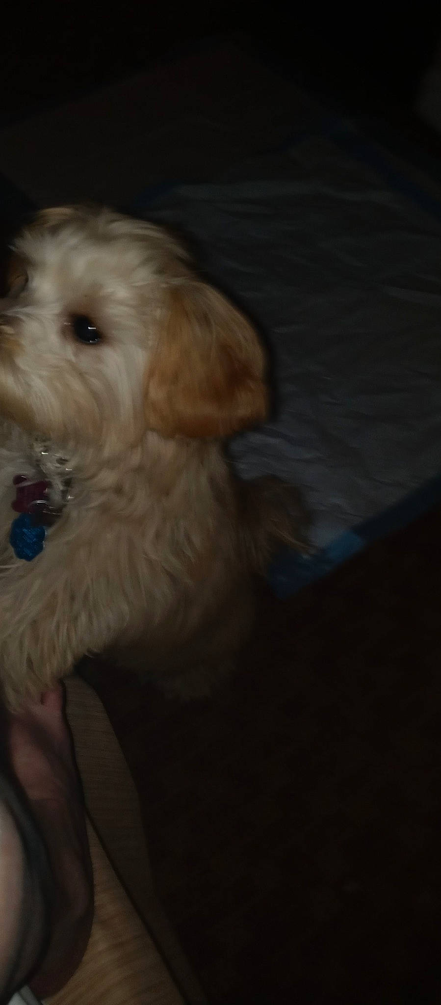 Lacey is registered to the contest to win money with this photo: canidae, carnivore, companion_dog, dog, dog_breed, fur, labradoodle, maltepoo, non_sporting_group, pet_supply, small_terrier, snout, sporting_group, terrier, toy_dog, water_dog, working_animal