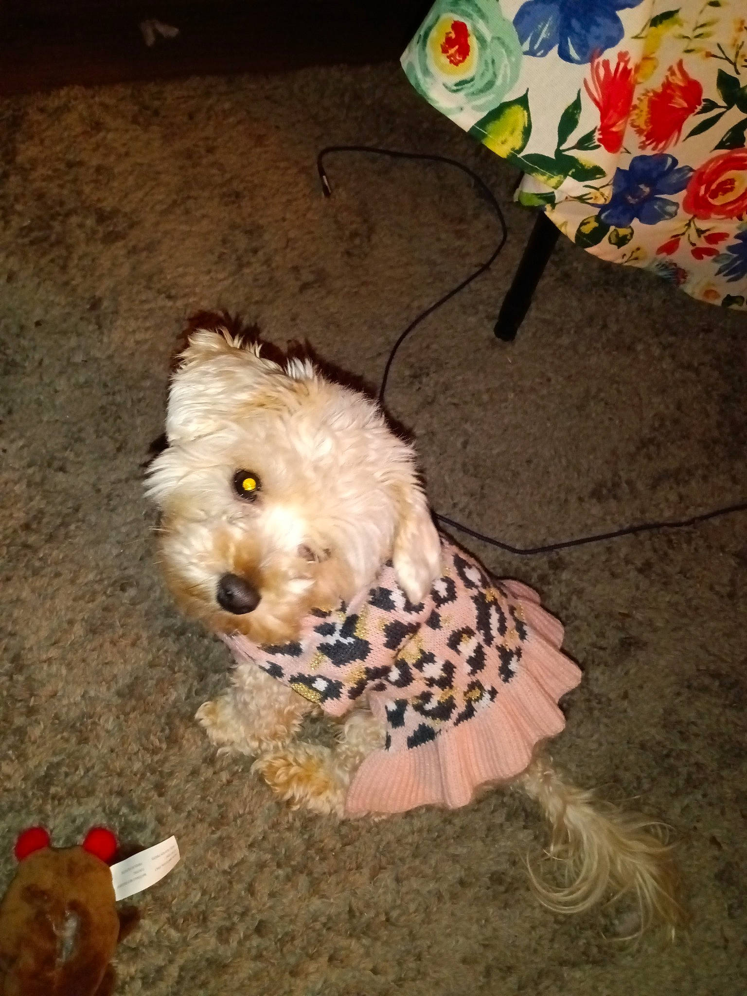 Lacey is registered to the contest to win money with this photo: canidae, carnivore, cockapoo, companion_dog, dog, dog_breed, dog_clothes, dog_supply, fawn, fur, goldendoodle, labradoodle, maltepoo, poodle_crossbreed, small_terrier, snout, sporting_group, terrier, toy_dog, yorkipoo