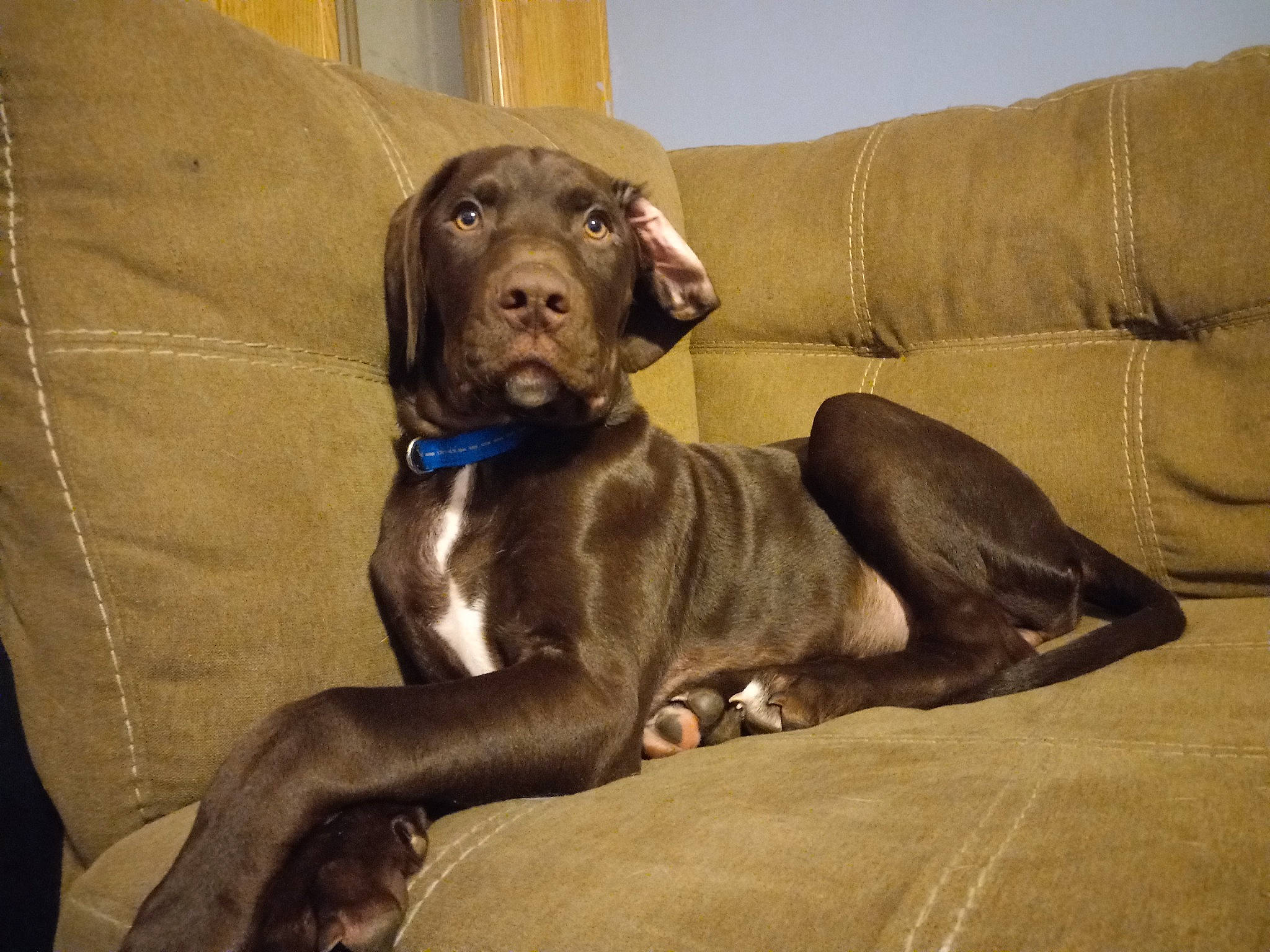 Winston joined the competition — help win amazing prizes! borador, canidae, carnivore, comfort, companion_dog, couch, dog, dog_breed, dog_collar, fawn, fur, gun_dog, liver, natural_material, pet_supply, snout, sporting_group, terrestrial_animal, whiskers, working_animal