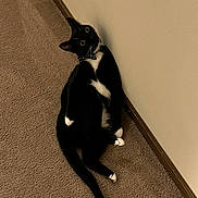 Georgy joined the competition — help win amazing prizes! animal, black_and_white, bow_tie, carpet, cat, curious, cute, domestic_cat, ears, feline, indoor, lying_down, paws, pet, relaxed, tail, tuxedo_cat, wall, whiskers, wide_eyes