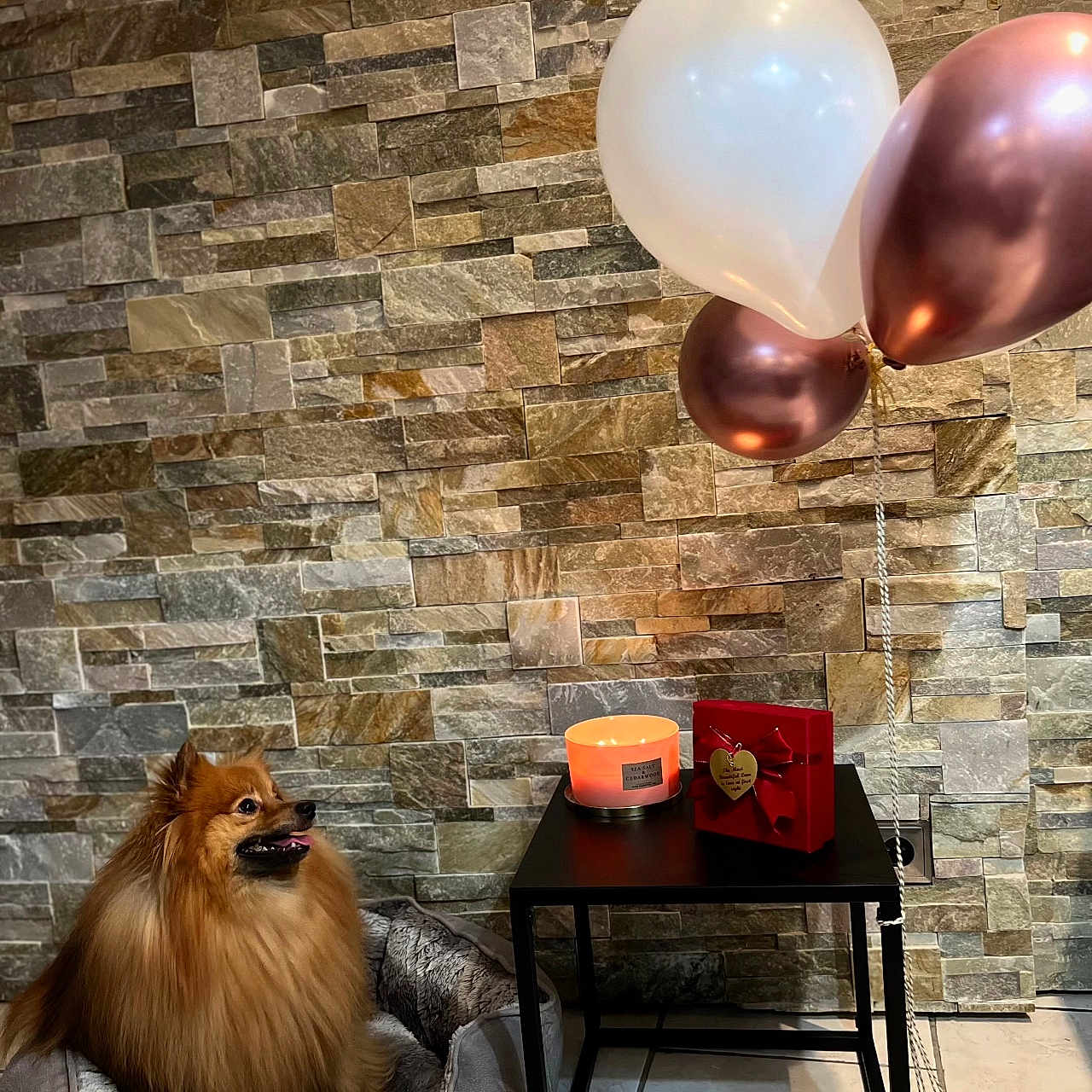Paco participe au concours pour gagner de l'argent avec cette photo : animal, architecture, balloon, building, canine, dog, dogbed, flagstone, furniture, indoors, interiordesign, livingroom, path, pet, rock, room, stonewall, table, walkway, wall