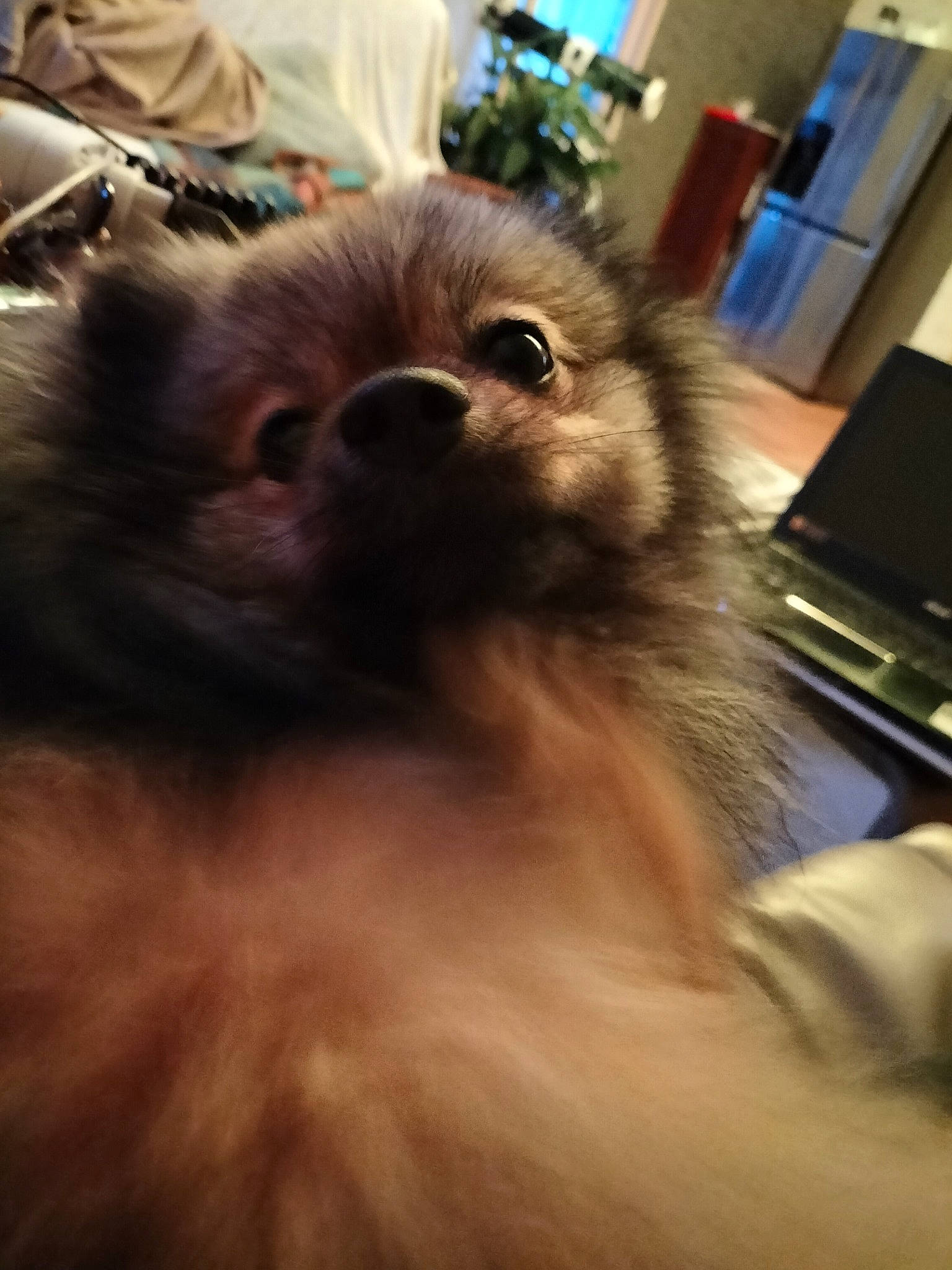 Oliver participe au concours pour gagner de l'argent avec cette photo : canidae, carnivore, companion_dog, dog, dog_breed, fawn, fur, german_spitz, german_spitz_klein, german_spitz_mittel, liver, pomeranian, snout, spitz, sporting_group, terrestrial_animal, toy_dog, volpino_italiano, whiskers, working_animal