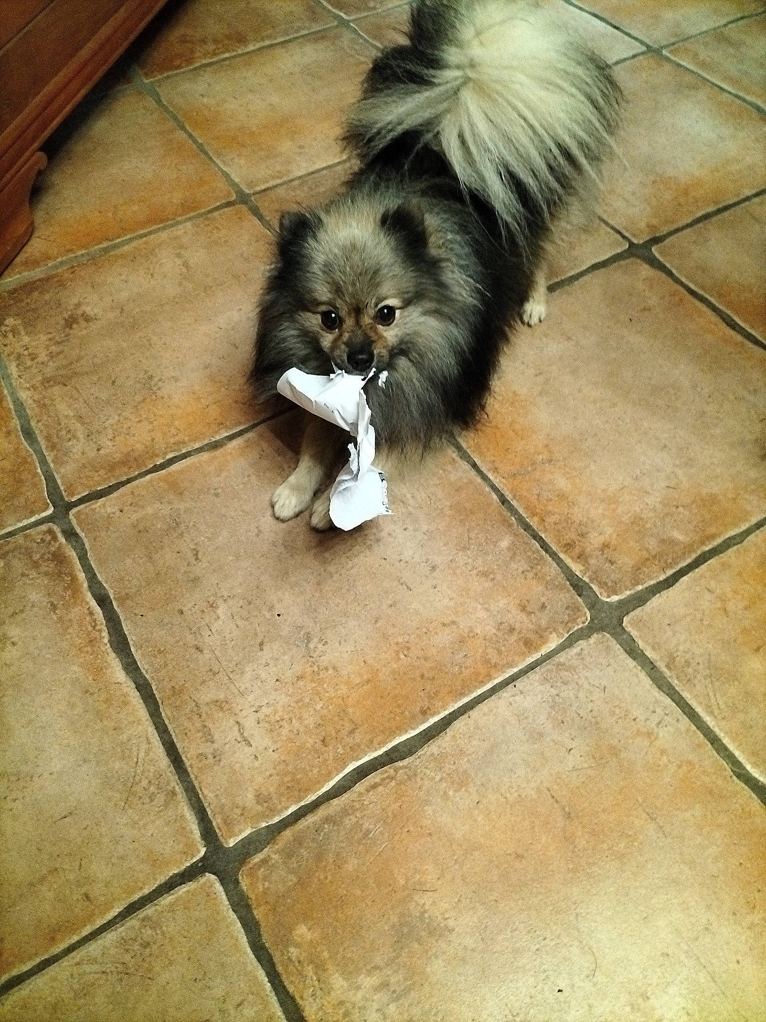 Oliver participe au concours pour gagner de l'argent avec cette photo : carnivore, companion_dog, dog, dog_breed, fawn, felidae, floor, flooring, german_spitz, hardwood, paw, road_surface, sidewalk, small_to_medium_sized_cats, snout, tail, tile_flooring, toy_dog, whiskers, working_animal