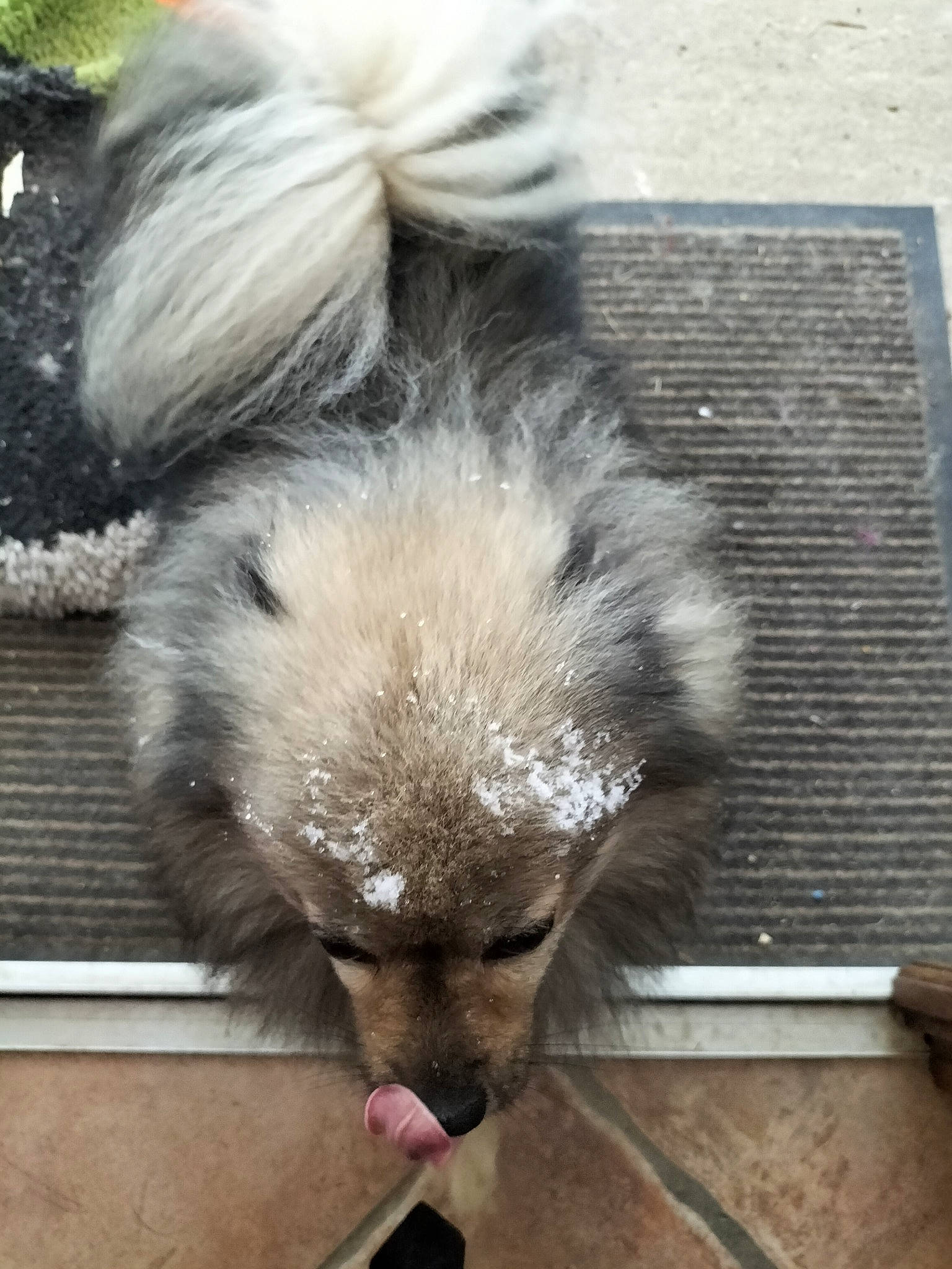 Oliver participe au concours pour gagner de l'argent avec cette photo : canidae, carnivore, claw, dog_breed, fawn, fur, mustelidae, sporting_group, tail, terrestrial_animal, whiskers, wildlife, wood