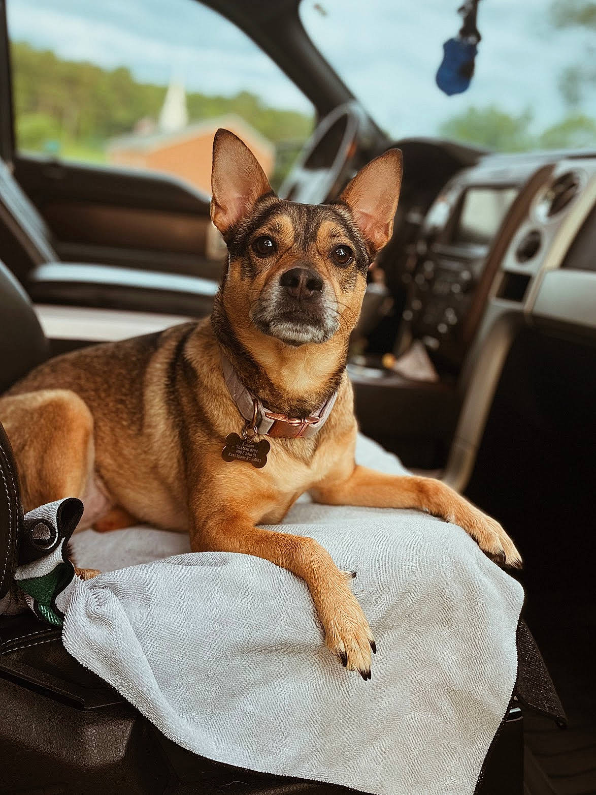 Molly joined the competition — help win amazing prizes! canidae, carnivore, chihuahua, collar, comfort, companion_dog, dog, dog_breed, dog_supply, fawn, fur, russkiy_toy, sky, snout, sporting_group, terrestrial_animal, toy_dog, whiskers, window, working_animal