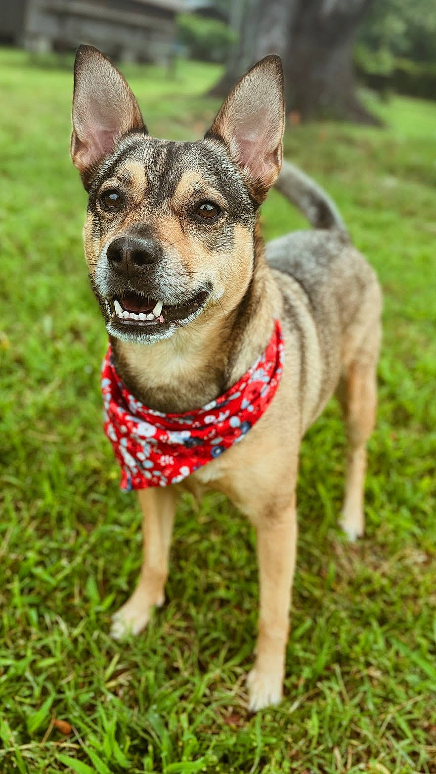 Molly joined the competition — help win amazing prizes! canidae, carnivore, collar, companion_dog, dog, dog_breed, dog_clothes, dog_collar, dog_supply, fashion_accessory, fawn, fur, grass, pattern, plant, snout, sporting_group, terrestrial_animal, whiskers, working_dog